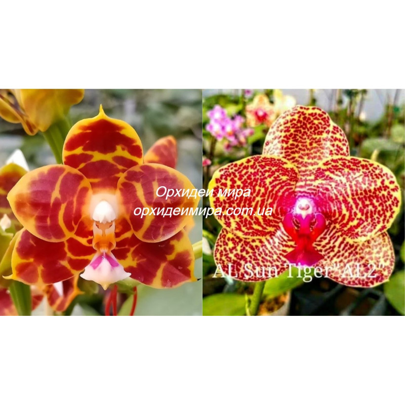 Bir bola onasining dugonasini hammomda sikdi.